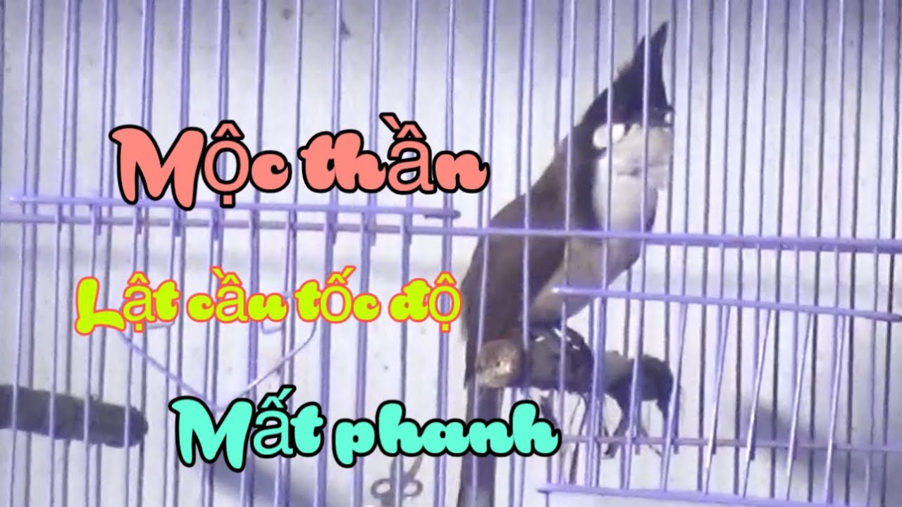 Siêu Phẩm.Mào Bổi MỘC THẦN-Lật Cầu Tốc Độ Mất Phanh/Sao Trẻ Thi Đấu Trương - 1.11