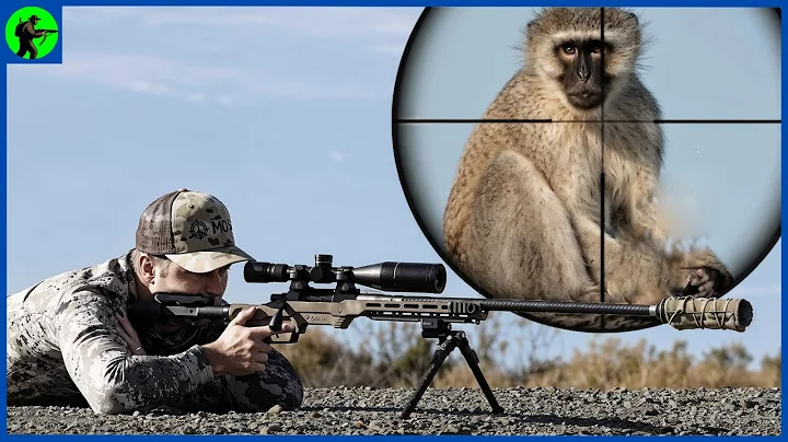 How Do American Hunters Deal With Millions Of Invasive Wild Monkeys | Farming Documentary