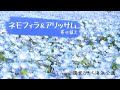 【85円で楽しめる】ひたち海浜公園のネモフィラのようにお家で楽しむネモフィラとアリッサムの寄せ植え＆【冬越ししたお花たち】サンパラソル、ベゴニア、ハイビスカス