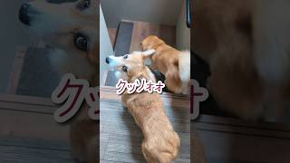 またグリコやってる柴犬とコーギー #柴犬スティーブ #犬猫アテレコ