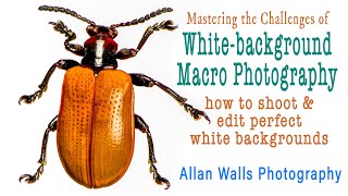 Mastering White Background Macro Photography screenshot 2