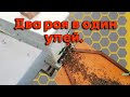 Посадка двух роев в один улей. - Посадка роя в улей.