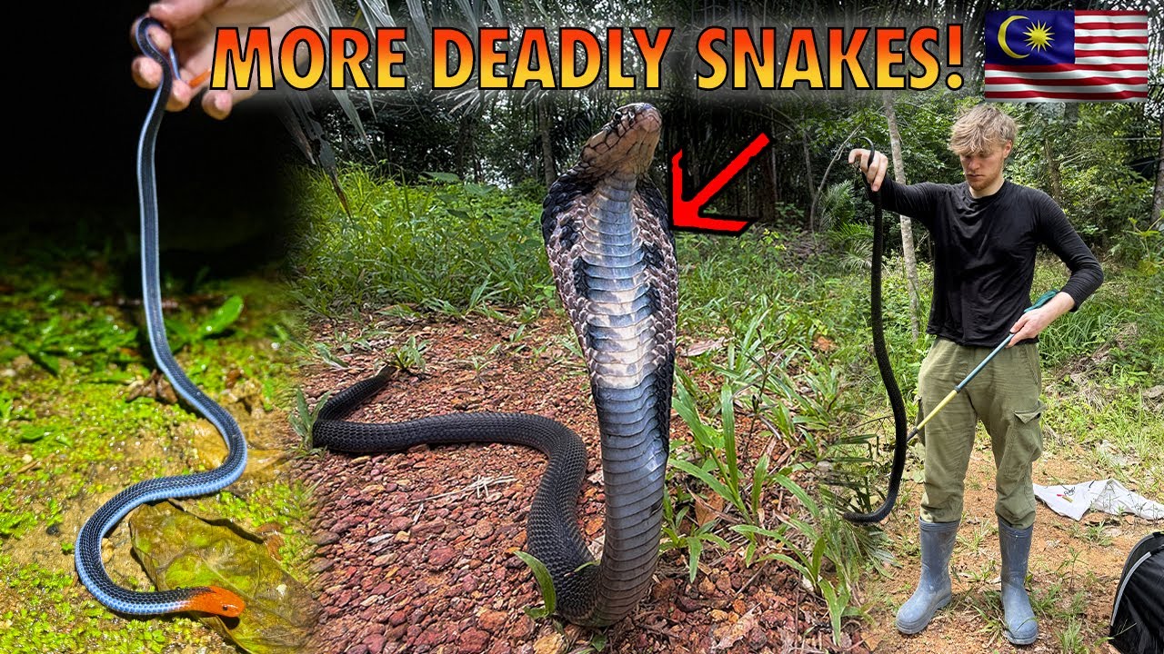 HUGE highly-venomous cobra and blue coral snake in Malaysia!