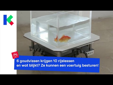 Video: Hoe te weten wanneer een hond zijn laatste baby geeft