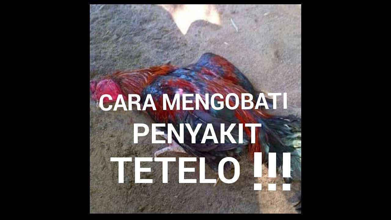 Cara mengobati penyakit tetelo #17#
