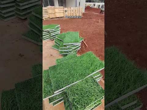 Carpet Grass Price In Nigeria