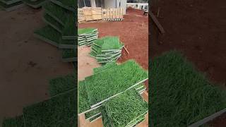 Top Quality Carpet Grass For Garden
