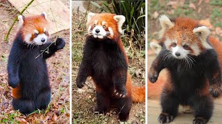 Красная панда - редкий зверь не уступающий в милоте енотам!