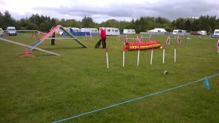 Gary & Bramble Agility Graded 1 7 20150520 014