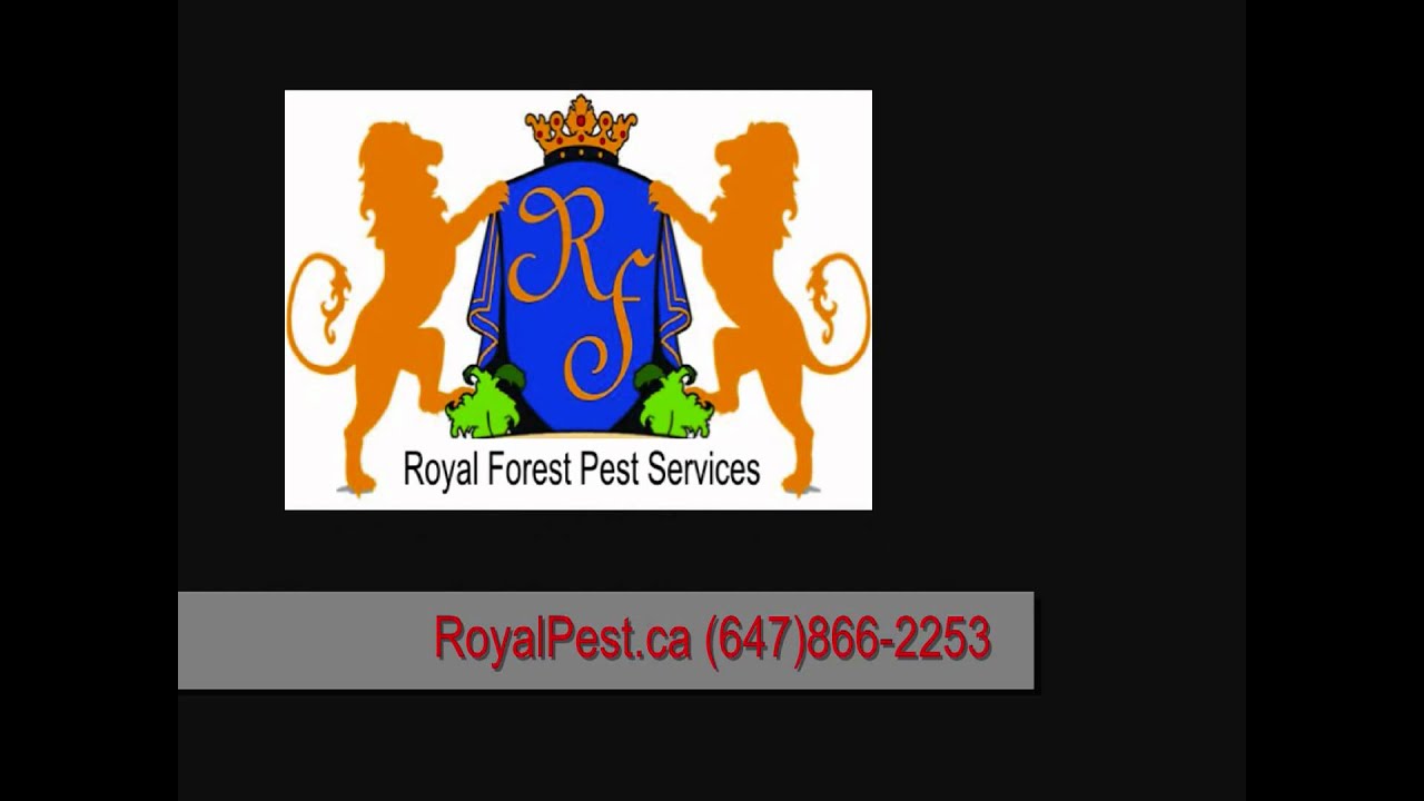 Bed Bugs Toronto Exterminator - Royal Forest Bed Bugs Pest Control Toronto