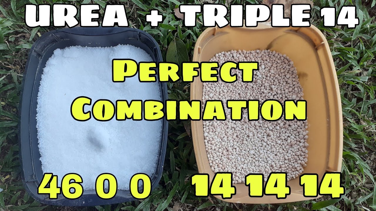 Triple14 and Urea epektibong Combo Meal for your Plants,, Paano?