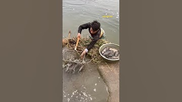 Cá Lớn - dùng vợt bắt cả chậu Cá Rô Phi 😱 #khacthuyvlogg