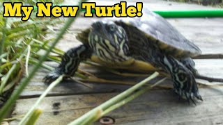 My New Turtle! *Texas River Cooter* Pseudemys texana. (9-3-19)