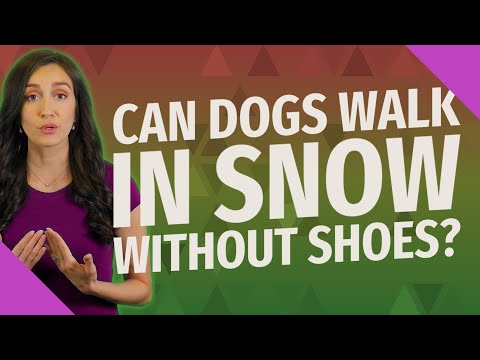 Video: I cani dovrebbero indossare stivaletti in inverno?