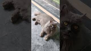 #cat #catworld8090 #catlover #cuteanimal #cutecat #catsofworld