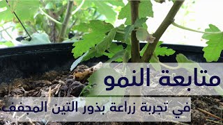 تجربة في استخراج وزراعة بذور التين من التين المجفف| متابعة النمو 3