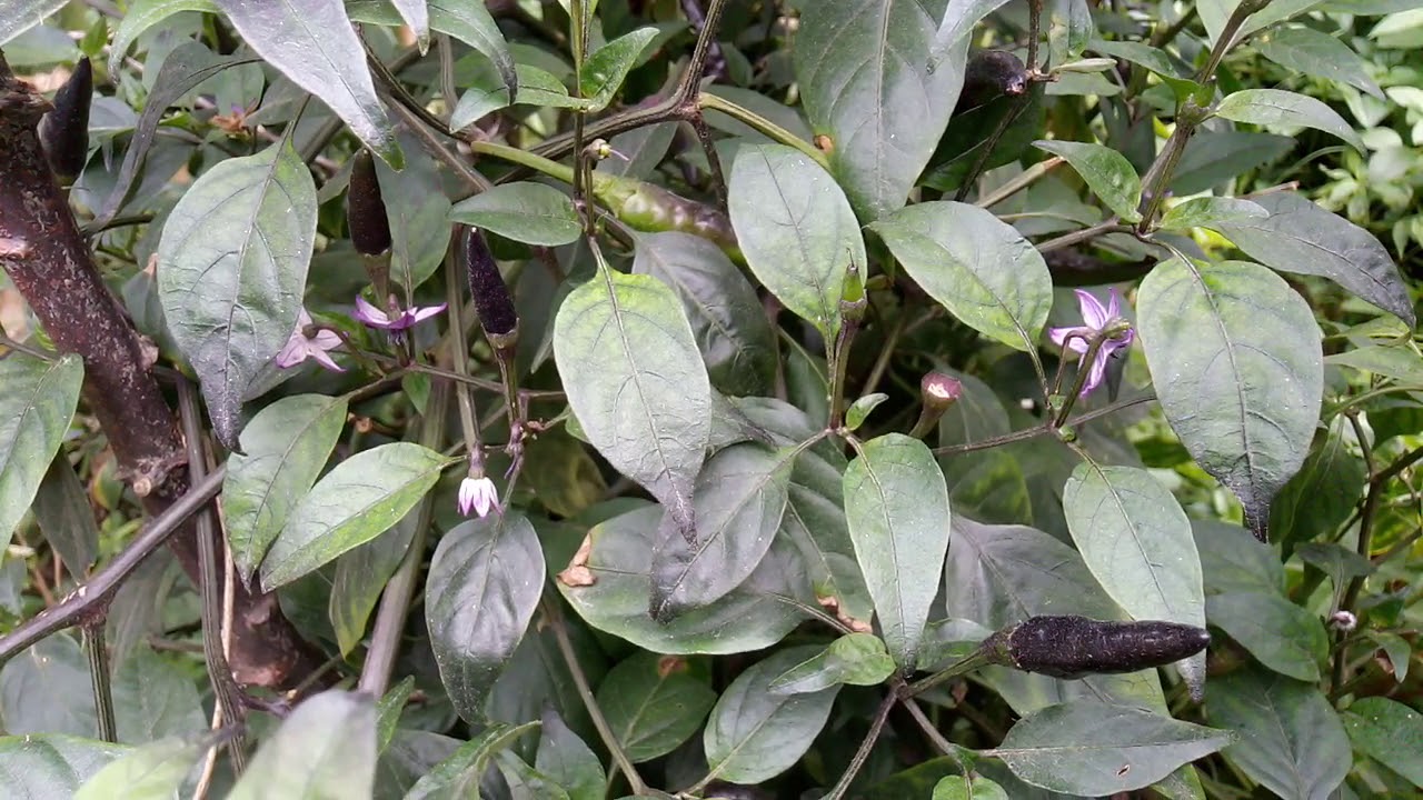 REVIEW CABE UNGU, REVIEW PURPLE CHILI #chili# 