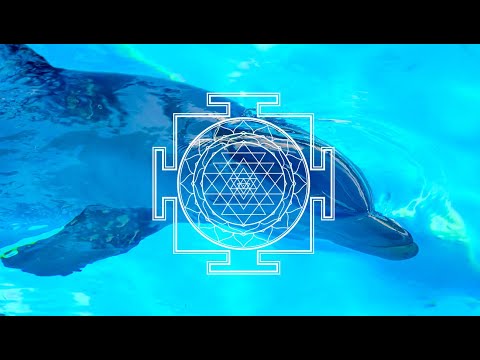 Дельфинотерапия 🐬 Исцеляющие звуки дельфинов | Dolphins sounds and noises | Дельфин 🐬