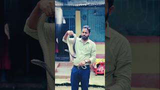#indian #Rat snake #reptiles rescue and realase 🐍🐍