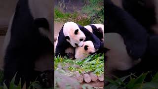에버랜드 바오 패밀리🐼/Everland #주토피아 #everland  #panda #cute