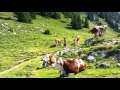 رحلة جبال الألب   تساقط الأمطار، مراعي الأبقار، البحيرة ، الشلال ، الجبال والخضار  في النمسا