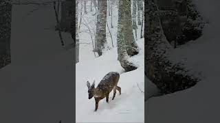 Vuelve la nieve a la Cordillera Cantábrica