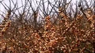 Ray Mears' Wild Food Episode 2
