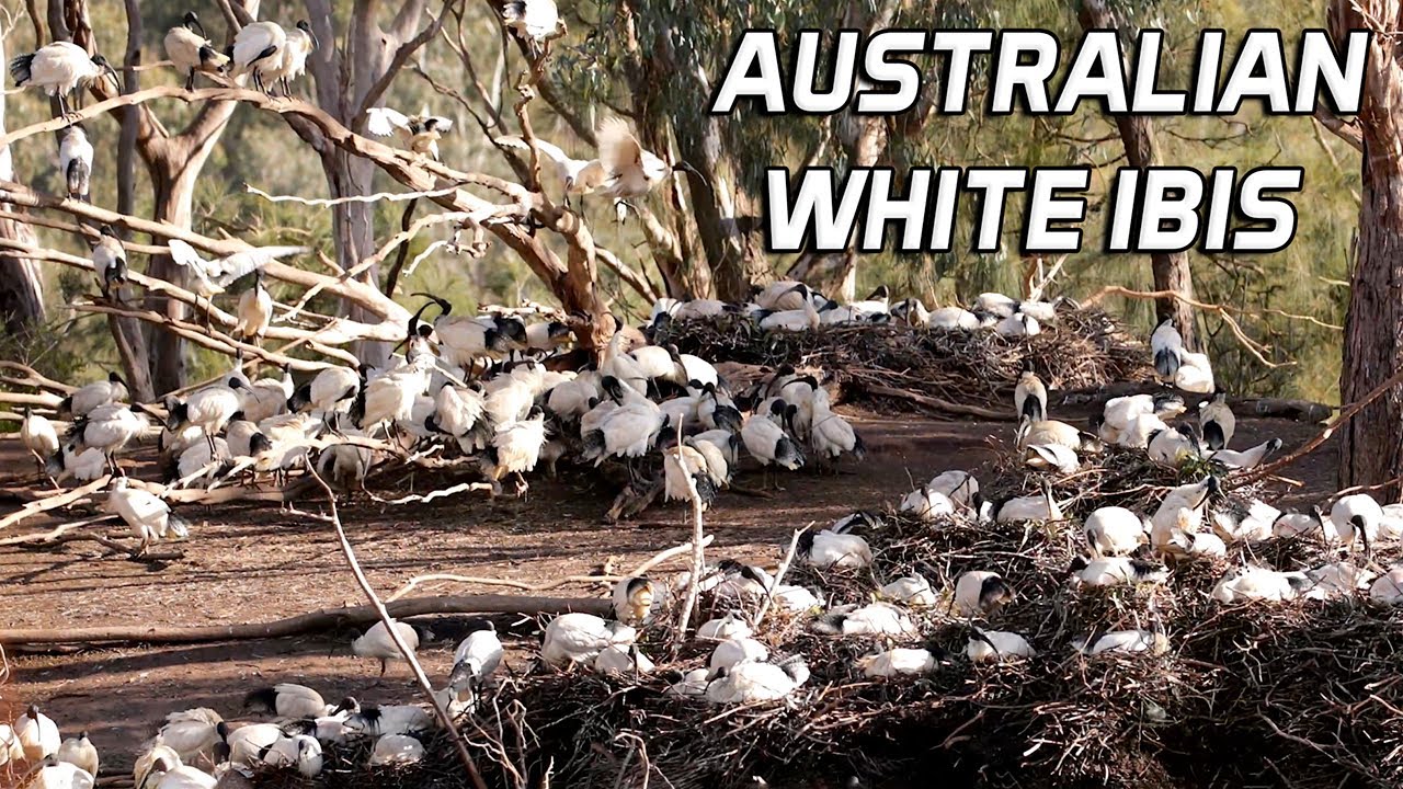 Giant White Ibis Colony in Urban Australia