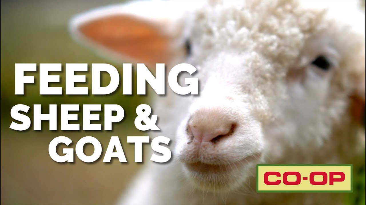 Co-op Minute: Feeding Small Ruminants Vitamins and Minerals