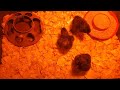 hatching day for baby chicks #backyardfarming #chicken #chicks