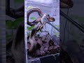 GREEN VIPER FEEDING 3