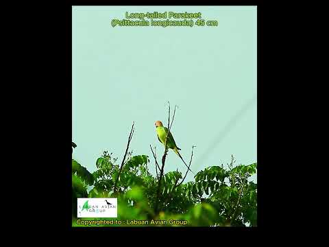 Long-tailed Parakeet (Psittacula longicauda) 45 cm