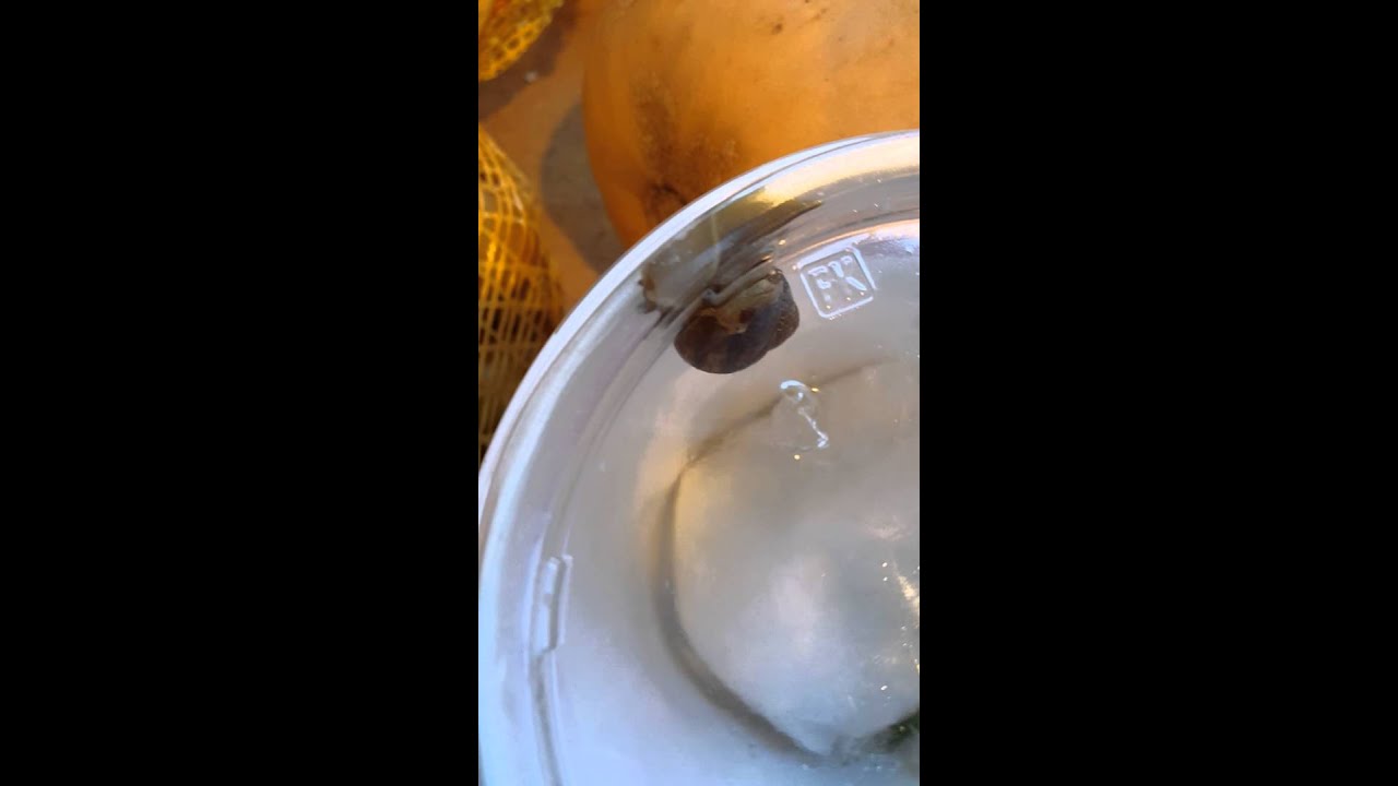 camera iphone 8 plus apk Snail eating yogurt