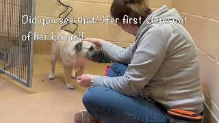 Meet shelter dog Fireball! She is in need of rescue soon! 2 years old by loveglacier1 541 views 4 weeks ago 1 minute, 48 seconds