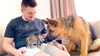 German Shepherd Meets New Baby Kitten for the First Time!