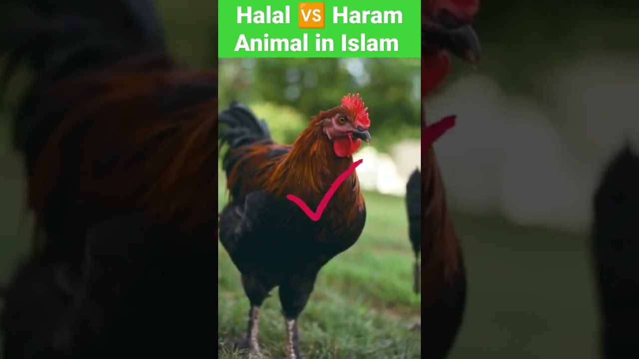 Halal & Haram Meat in Islam ☪️🐄😲 