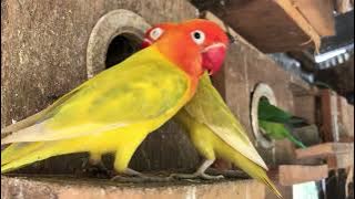 Lovebirds sounds : Love birds lifestyle 🦜💚 #lovebirds #parrots #birdsounds #cutlovebirds