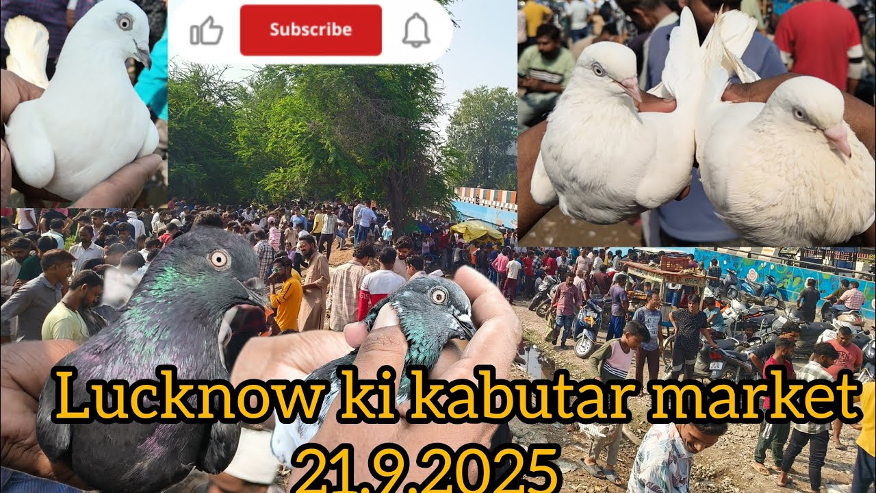 Lucknow ki kabutar market 21.9.2025 #kabootar #pigeon #viralvideo #bird #mychannel 