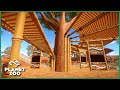 Eco Friendly Bamboo Education Zone (plus an airfield!) | Planet Zoo Australia Pack