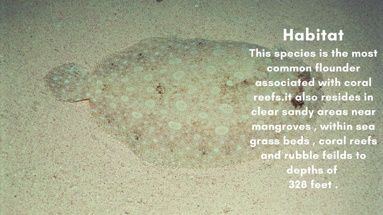 facts about peacock flounder YouTube