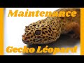 Le gecko leopard  sa maintenance