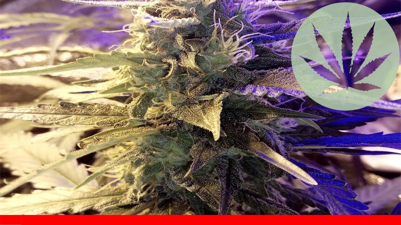 Tangerine - All About This Strain