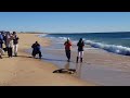 Rescued seal pups released back into the wild