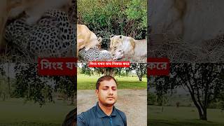 সিংহ যখন বাঘ শিকার করে #shortvideo #shortyoutube #viralvideo
