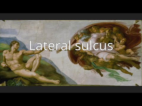 Lateral sulcus