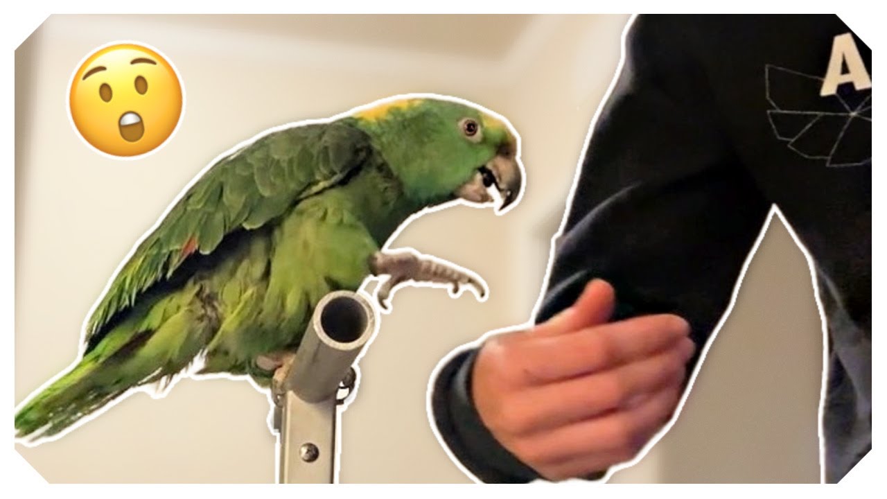 Первый шаг Рико вперед! Дни 2–5 с нашей неожиданной амазонкой.