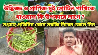 উদ্ভিজ্জ ও প্রাণিজ দুই প্রোটিন পাখিকে খাওয়াল কি উপকারে লাগে ? | bird best food | Birds of village