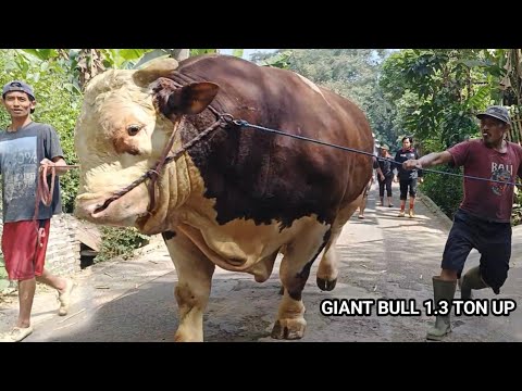 SAMBO SAPI RAKSASA & SAPI TERBESAR NIDU FARM - YouTube