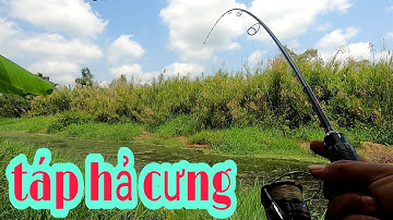 CÂU CÁ RỪNG U MINH HẠ BẰNG NHÁI HƠI LƯỠI ĐỘ | quốc toản fishing | snakehead fishing