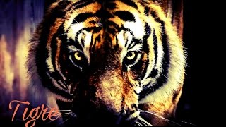 Tiger tribute